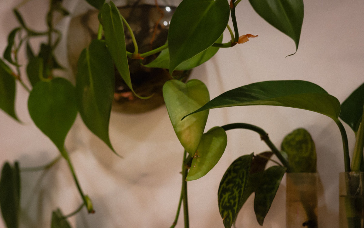 Close-up of a green trailing houseplant with heart-shaped leaves, photographed indoors against a softly blurred light background.