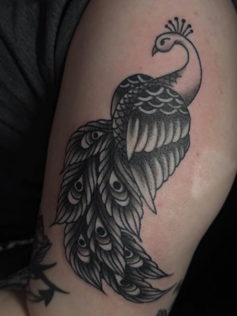 A detailed black and gray tattoo of a peacock on a person's upper arm, shown in close-up against a dark background.